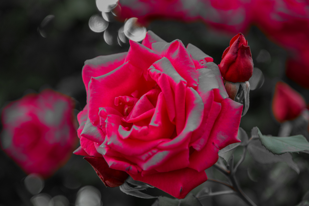 薔薇