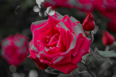 薔薇