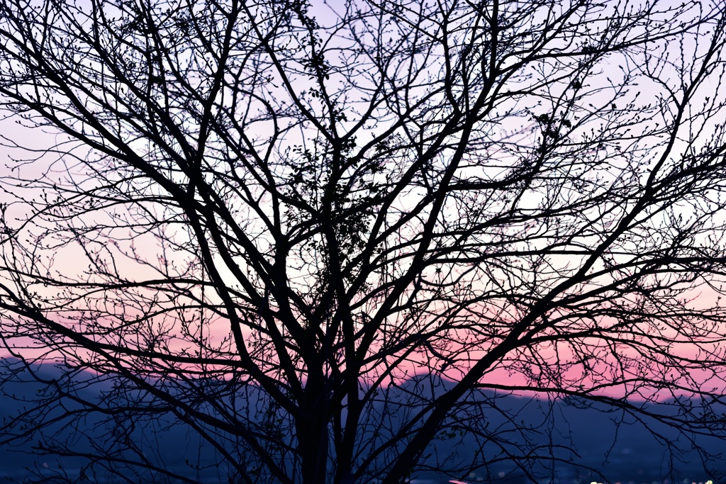夕方
