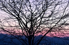 夕方
