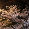 桜　11