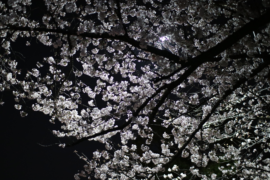桜　09