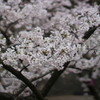 桜さくら　1