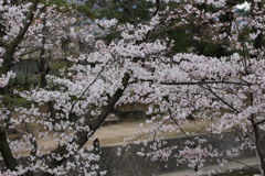 桜さくら　2