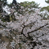 桜　01