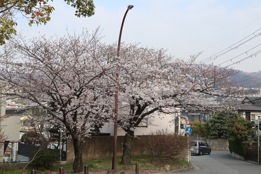 桜　06