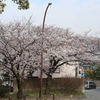 桜　06