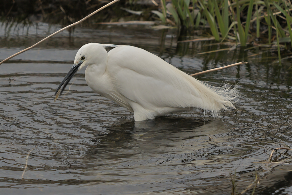 野鳥撮影は、、、、、、