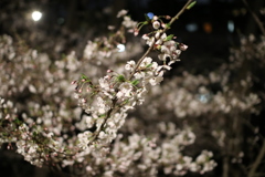 桜　08