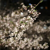 桜　08