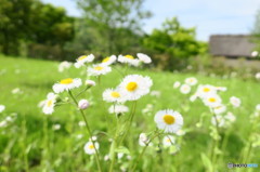 これはなんの花？