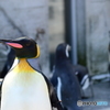 キングペンギン