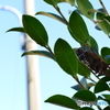 夏