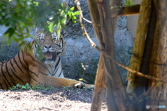 旭山動物園のトラ