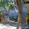 旭山動物園のトラ