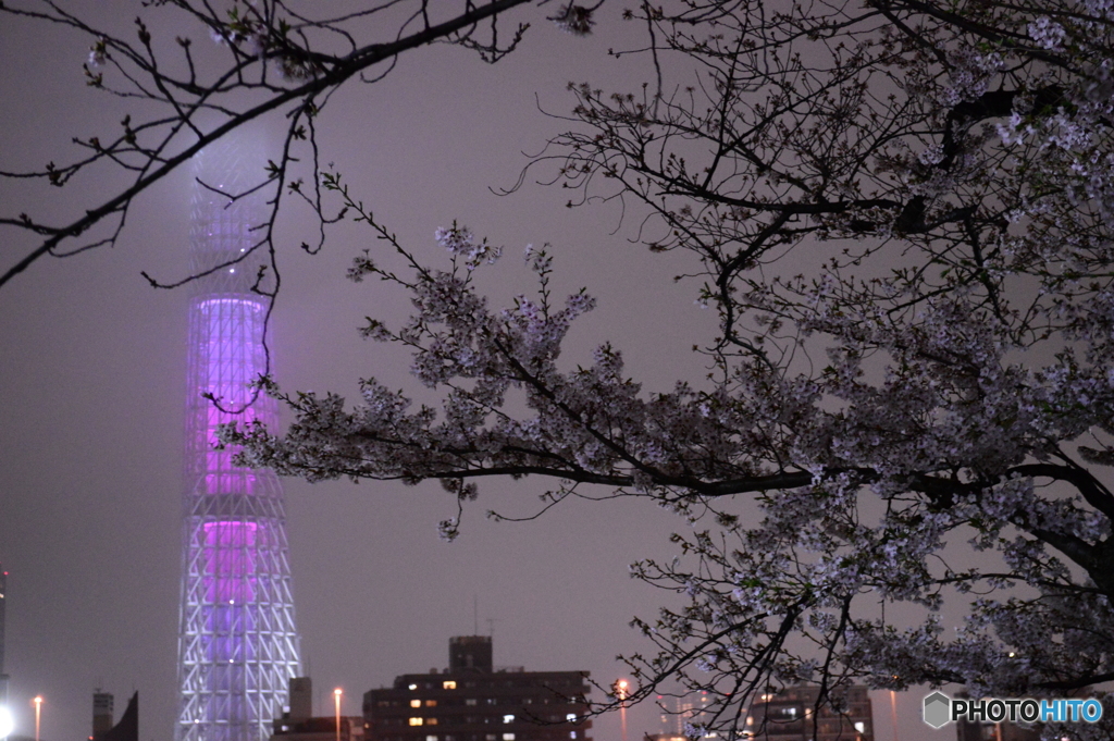 夜桜とスカイツリー