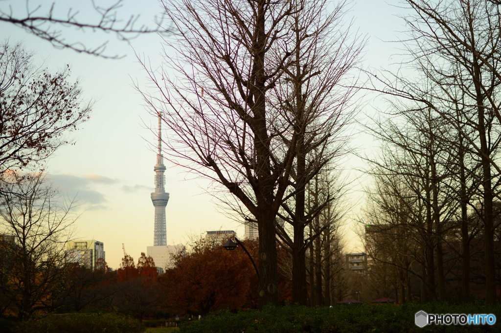 夕刻のスカイツリー