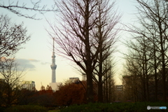 夕刻のスカイツリー