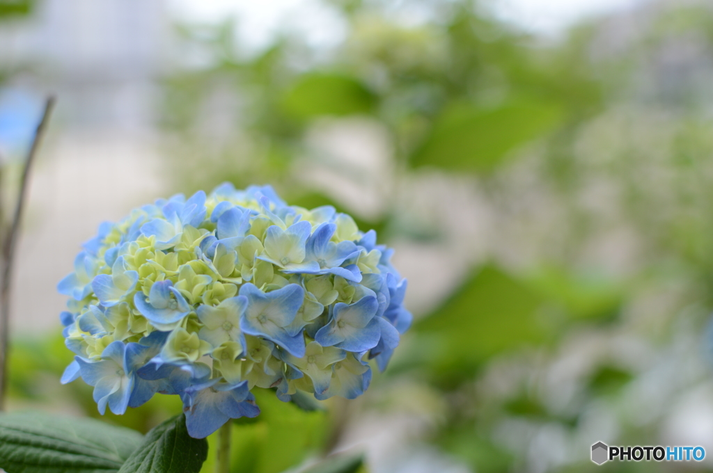 紫陽花