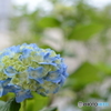 紫陽花