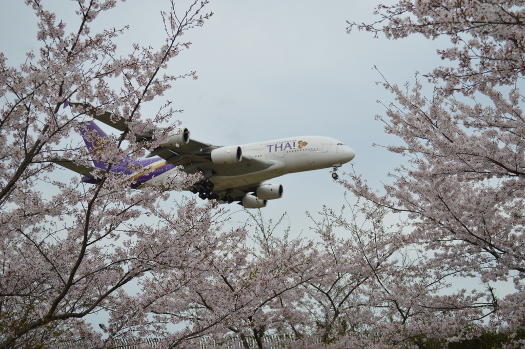 飛行機と桜