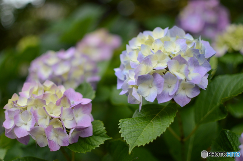 紫陽花