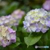 紫陽花