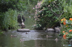 泳ぐ子鴨と見守る親鴨