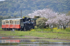 トロッコと桜と菜の花と