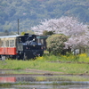 トロッコと桜と菜の花と