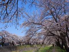 桜並木