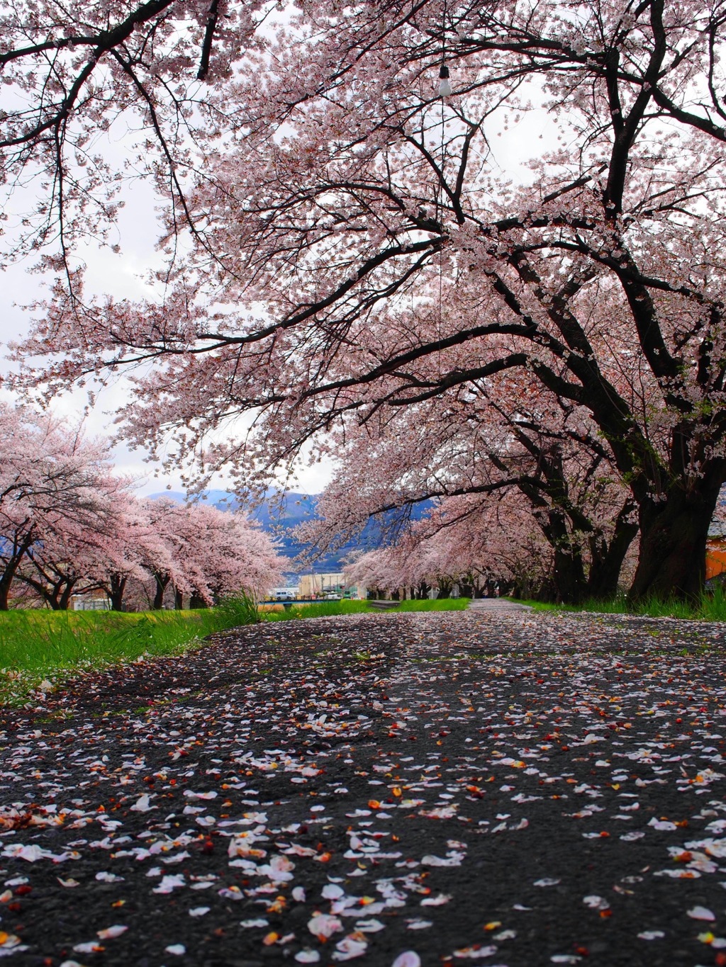 桜の絨毯