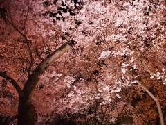 高遠城趾公園の夜桜