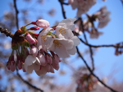 五分咲きの桜