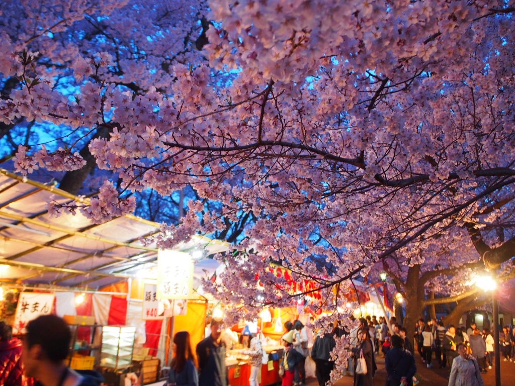 高遠城趾公園の夜桜