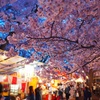 高遠城趾公園の夜桜