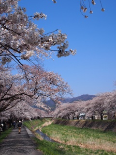 桜回廊