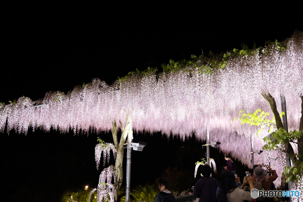あしかがフラワーパーク