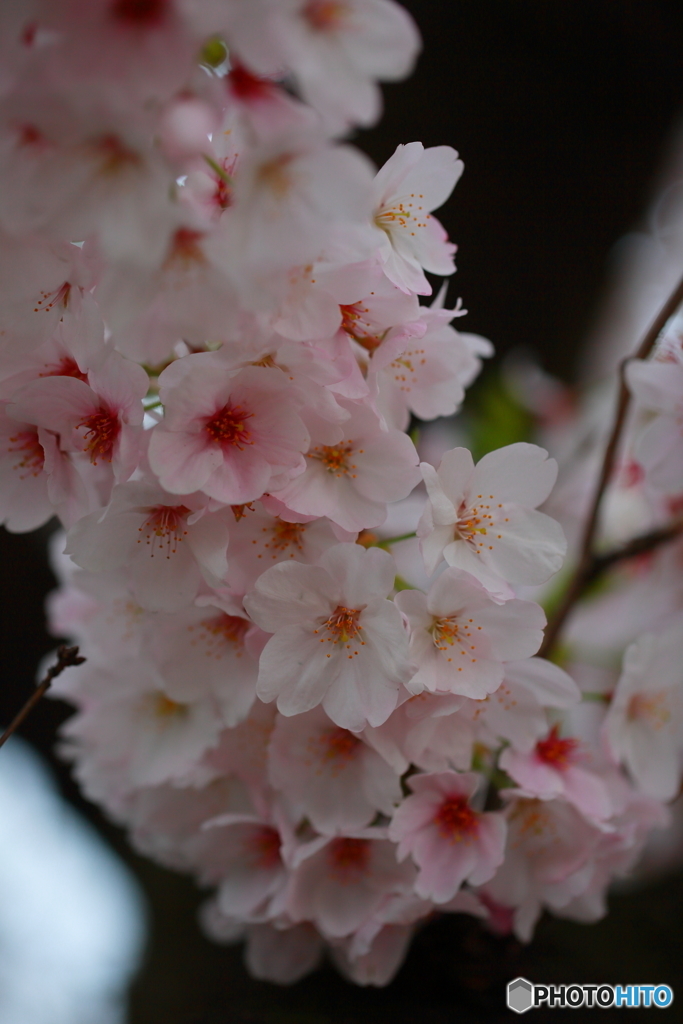 SAKURA SAKU