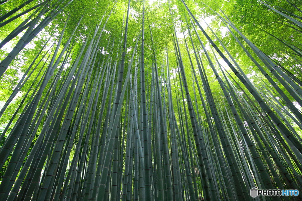 鎌倉の竹林