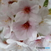 SAKURA SAKU