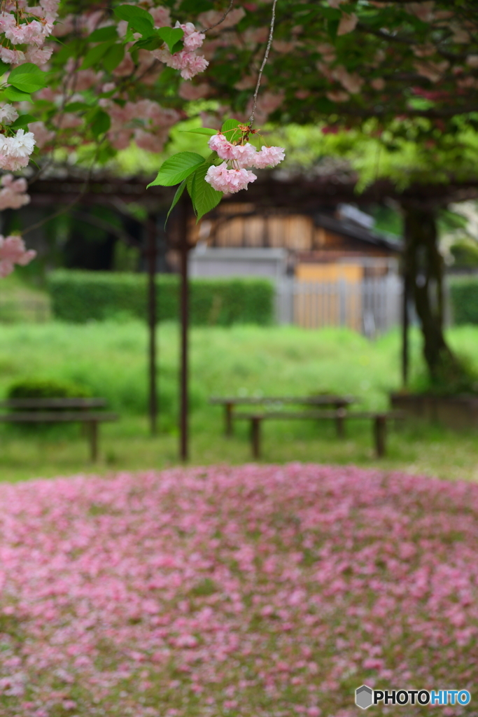 落花