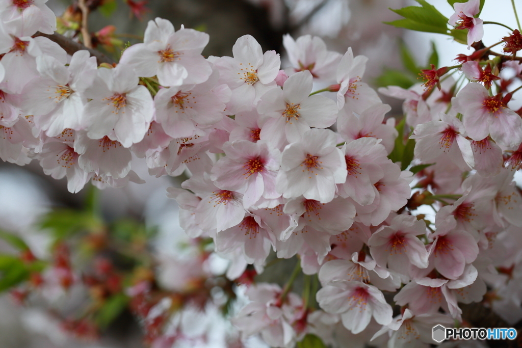 SAKURA SAKU