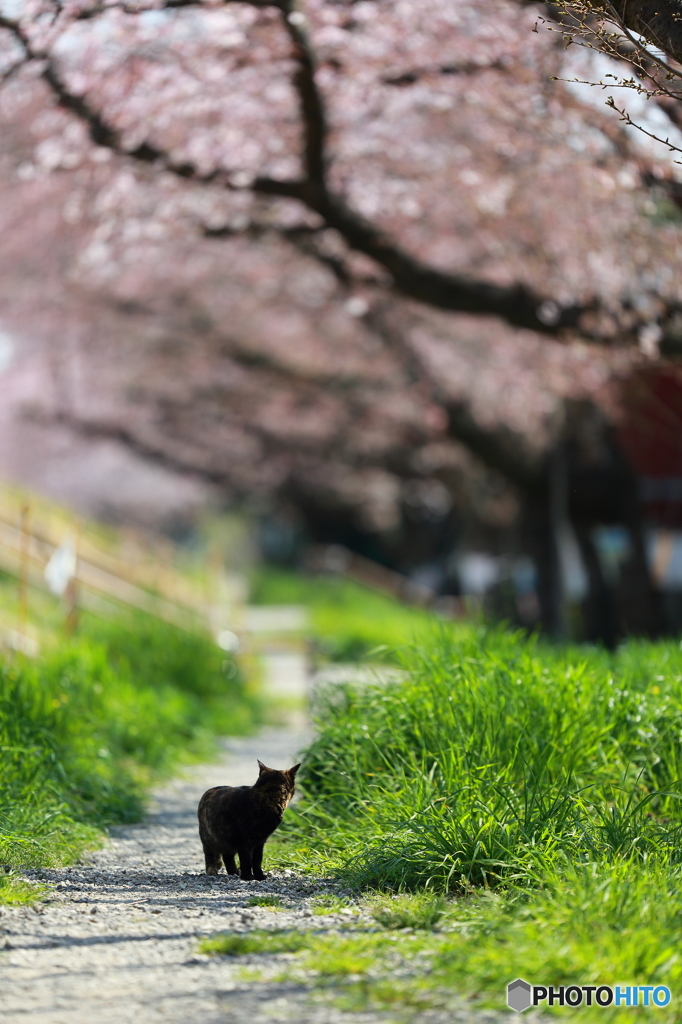 野良猫も花見