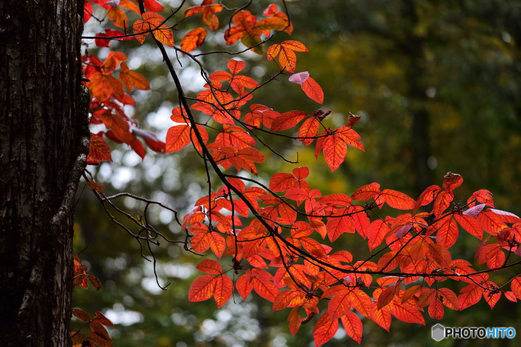 紅映える