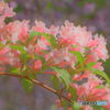 アリさんの桜道