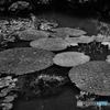 Lotus world