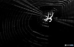 暗闇に光る蜘蛛の網