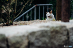 DSC_7081