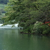 彼岸花